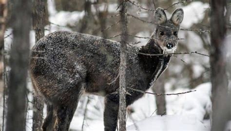 Awesome Russian Deer With Fangs İnteresting Animal Kingdom