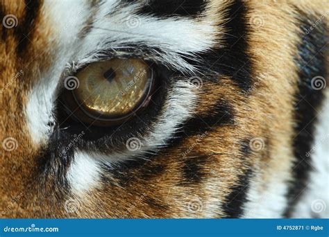 Tiger Eye Stock Image Image Of Beast Closeup Macrophotography 4752871