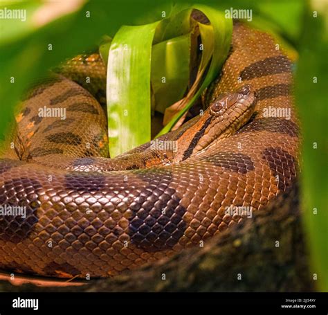 South American Anaconda Hi Res Stock Photography And Images Alamy