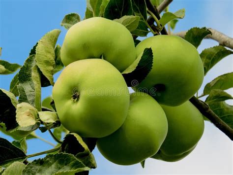 Fruit Apple Fruit Tree Granny Smith Picture Image 100342179