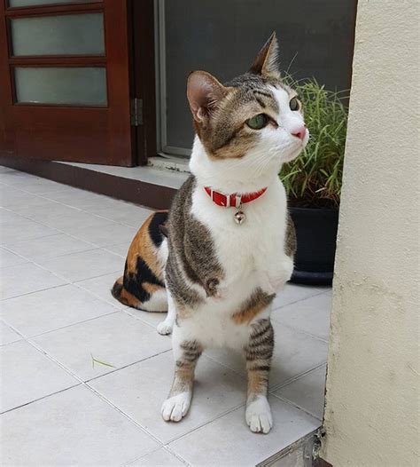 Cat With Two Legs Will Surprise You With How Much He Can Do