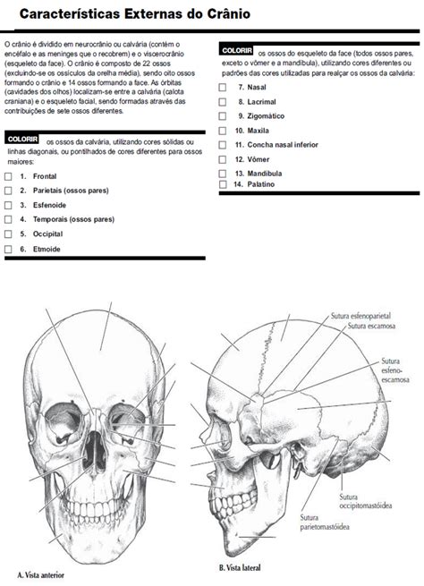 Atividade Ossos Cr Nio E Face Anatomia Humana I