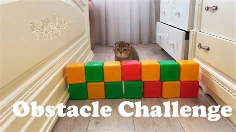 New Obstacle Course Can A Kitten Go Through The Cubes Youtube
