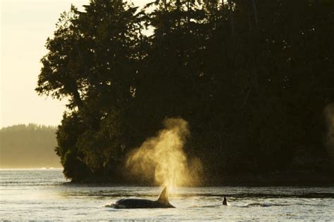 Ocean Outfitters Tofino Adventure Specialists The