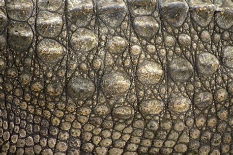 Crocodile Skin Stock Photo Image Of Close Nature Clothing 25533082