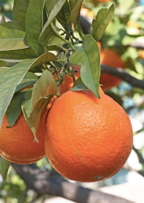 Orange Douce Zeste Citrus Sinensis Rebelle Santé