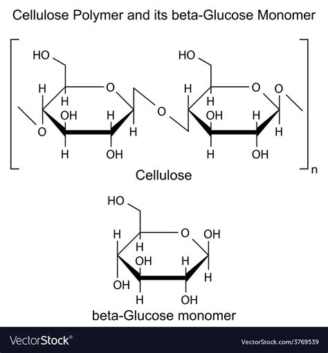 Cellulose Polymer Structure Of Molecule Vector Image