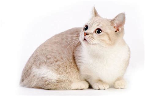Munchkin Cat Everything You Need To Know About The Breed