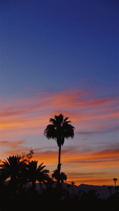 Wallpaper Palm Tree Tropical, Sunset Sky