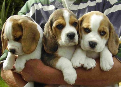 Check spelling or type a new query. Baby Beagle Puppies | Manchester, Greater Manchester | Pets4Homes