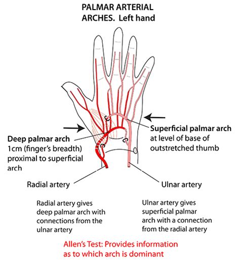 Instant Anatomy Upper Limb Areasorgans Hand Palmar Arterial