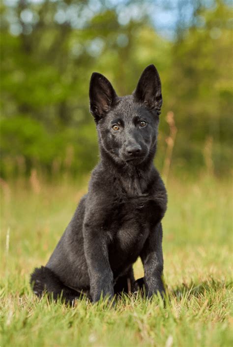 The Blue German Shepherd Top Facts And Guide Animal Corner