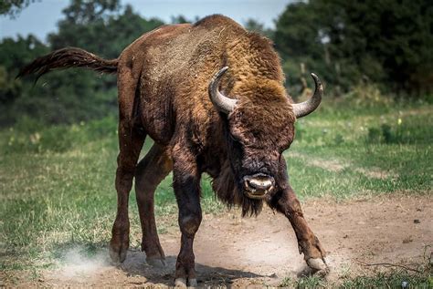 Bison European Bison Animal Large Wild Anger Bull Animals