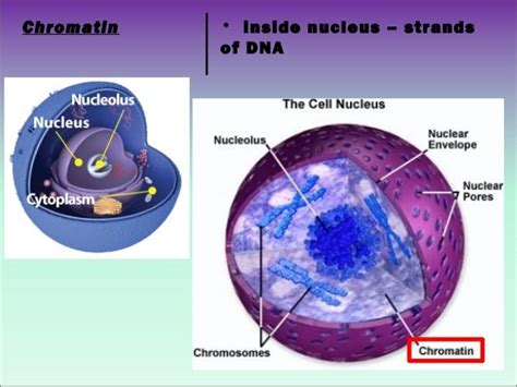 Cell Organelle Powerpoint Presentation