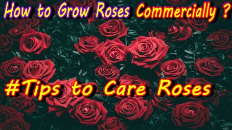 How To Grow Roses Commercially Tips To Care Roses Roses Plant Care