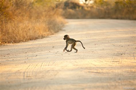 By The Way Road Trip Afrique Du Sud Jour 10 De Ezulwini