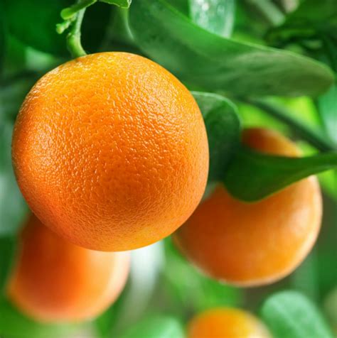 Watering a citrus tree will be important to its establishment and growth. Growing Citrus Trees | ThriftyFun