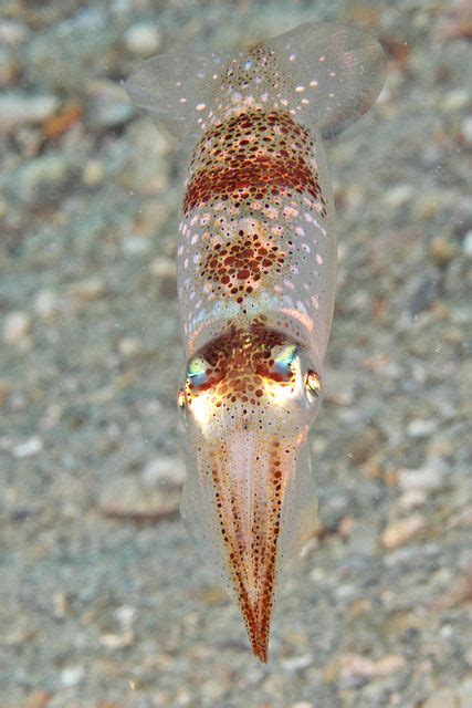 Theoceaniswonderful Img3333wa Caribbean Reef Squid Sepioteuthis Sepioidea By Kevin Bryant