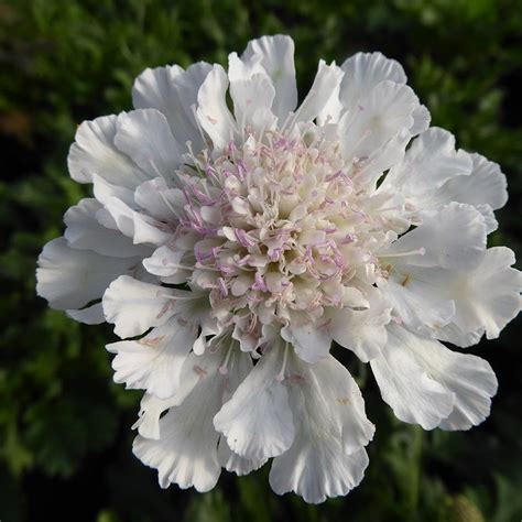 Buy Pincushion Flower Scabiosa Incisa Kudo White £799 Delivery By Crocus
