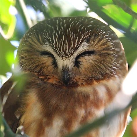 Northern Saw Whet Owl One Of The Smallest Owls In The Worl Flickr