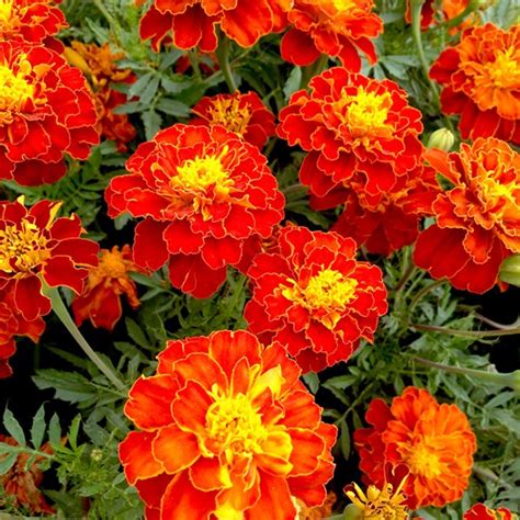 See more ideas about marigold, marigold flower, flowers. Marigold (French) Seeds - Firebird | Organic Gardening ...