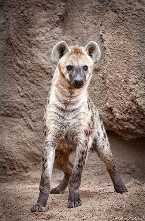 Pin By Paw Paw Fashion On Dog Breeds Hyena Animals Beautiful Animals