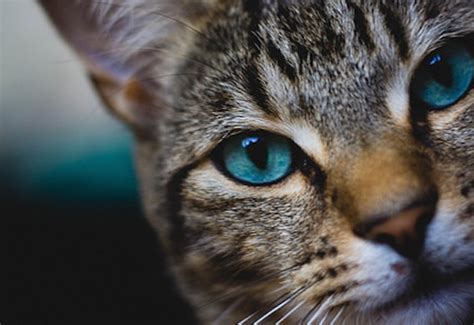 All About Cat Eyes Petmd