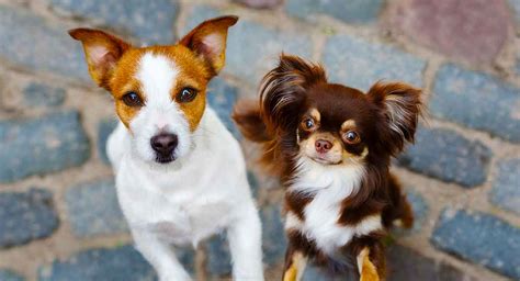 Jack Russell Chihuahua Mix Could The Jack Chi Be Your Perfect Pet