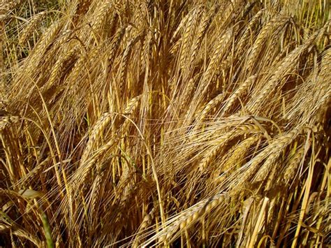 Planting winter barley varieties should be planted in the fall approximately 6 to 8 weeks before the first frost date. Barley close-up | Two-row barley is traditionally used in ...