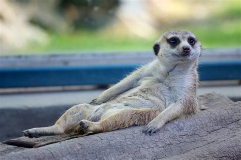 10 Things You Didnt About Meerkats Afktravel