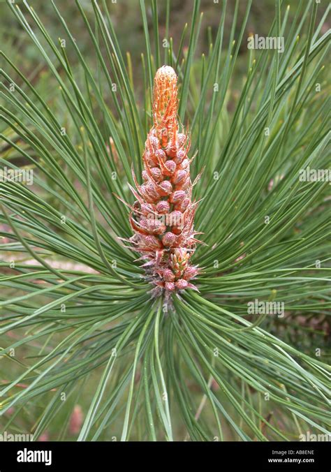 Chinese Pine Pinus Tabuliformis Male Inflorescences Catkins Stock