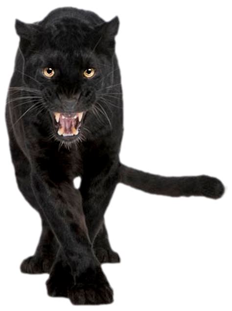 Black Panther Jaguar Cougar Felidae Cat Black Panther Png Download