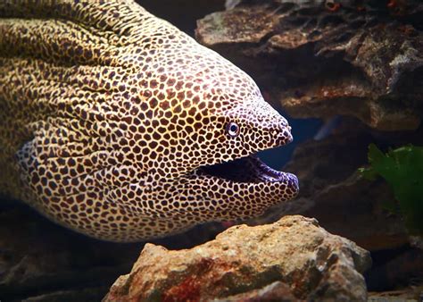 34 Moray Eel Facts Double Jawed Beauties Of The Deep Everywhere Wild