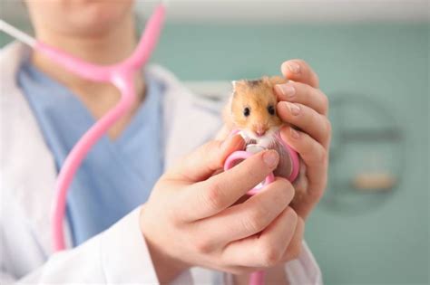10 Common Diseases And Disorders In Hamsters And What To Do Pet Arenas