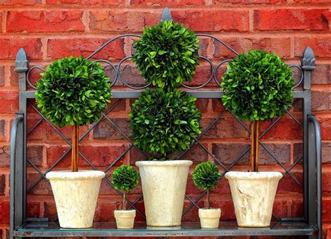 Preserved Boxwood Double Ball Topiary 20 Inch Bella Marie