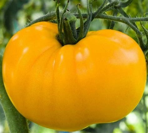 Yellow Brandywine Tomato Seeds 50 Indeterminate Vegetable Garden Free