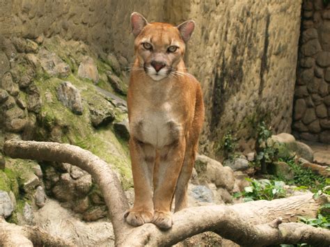 Argentine Cougar Puma Concolor Cabrerae Display Full Image
