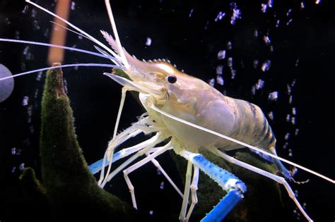 Premium Photo Giant Freshwater Prawn Or Giant River Shrimp In Tank