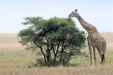 20 Things You Might Not Know About Giraffes Mental Floss