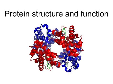 Protein Structure And Function