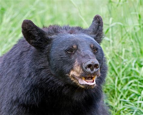 Photographing Wild Black Bears At Vince Shute Sanctuary In Orr