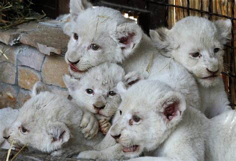Ukraine Welcomes 5 Rare White Lion Cubs At Zoo Daily Sabah