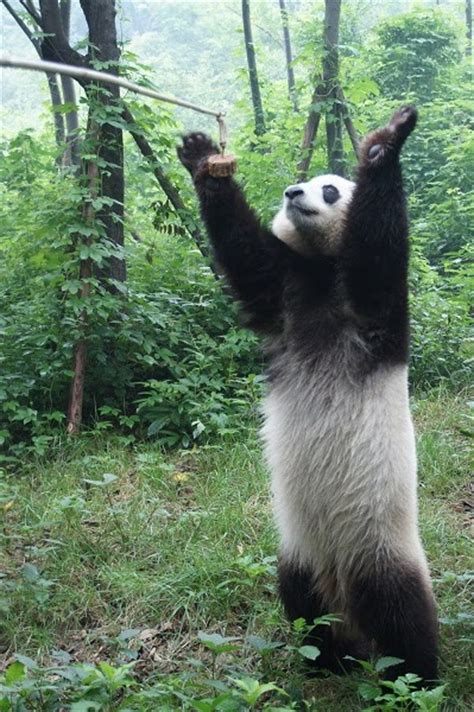 Love Panda Xiangbing Shurong 2009 Born Cubs And