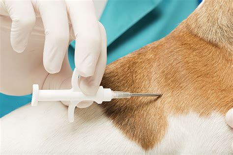 **the aspca is committed to prioritizing the health and safety of the community, the animals in our care, as well as spay/neuter: Microchipping Pets | Mobile Vet | Homeridge Veterinary