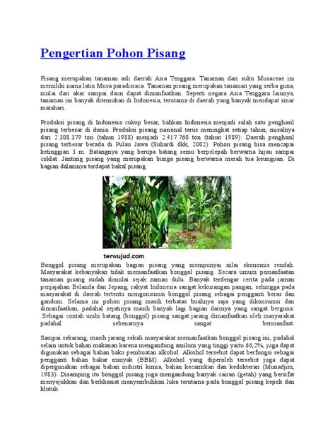 Lebih tepatnya pisnag kepok merupakan pisang yang lebih enak dinilmati saat sudah dioleh. Gambar Akar Pisang - Gambar Bagian Tumbuhan