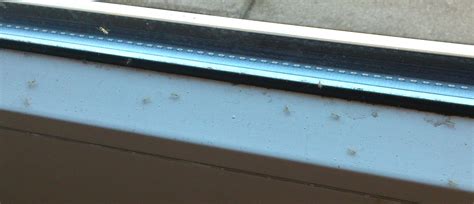 Im grunde helfen die meisten. viele kleine Fliegen auf Balkonseite in Wohnung (Insekten ...