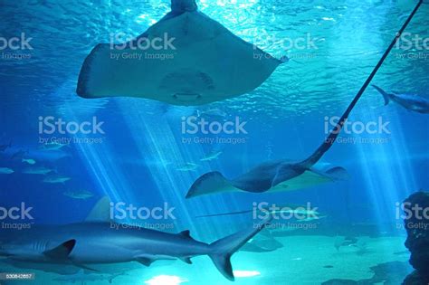 Manta Rays Sharks Stock Photo Download Image Now Animals In