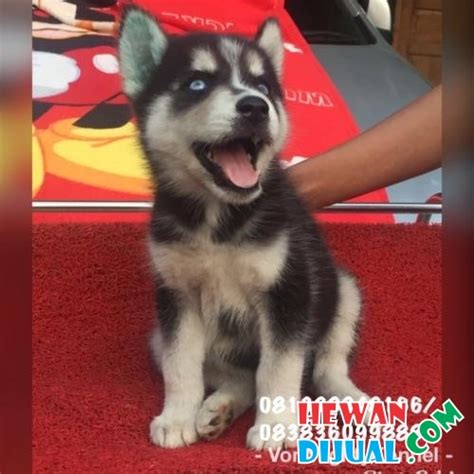 January 12, 2018 at 3:20 am. Dijual Siberian Husky Betina Stambum Sudah Vaksin ...