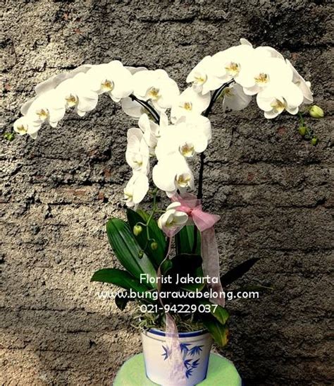 Rangkaian Bunga Anggrek Bulan Cantik Toko Bunga Rawa Belong Florist