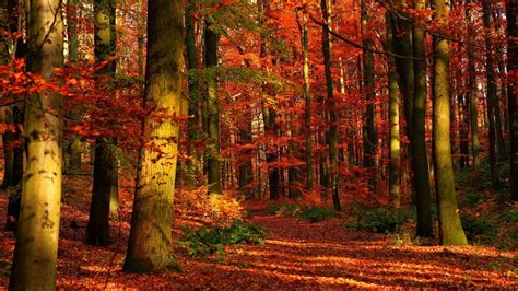 Wallpaper Autumn Wood Leaves Trees Red Gleams Hd Picture Image